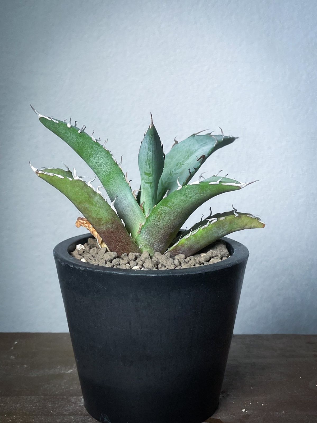 ストア NO 567レジン ヘアゴム ブローチ ハンドメイド 猫ちゃん