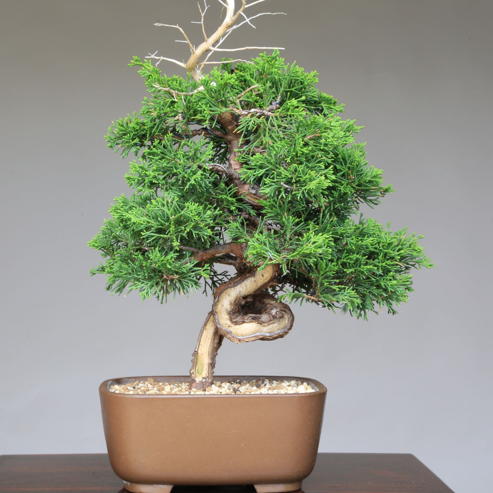 糸魚川真柏（捻転幹・ジン・シャリ）小品盆栽 【泰寿園 Online】現品