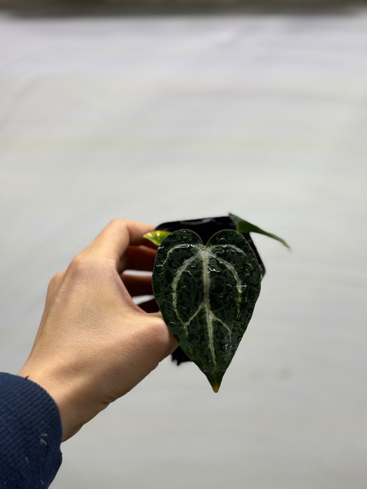 Anthuroom】Anthurium carlablackiae seedling (RA5 x RA10 x Scott