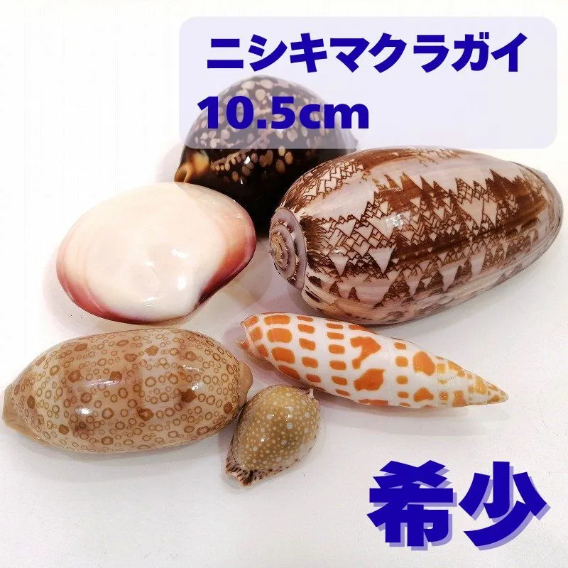 2026年最新】ハチジョウダカラの人気アイテム - メルカリ