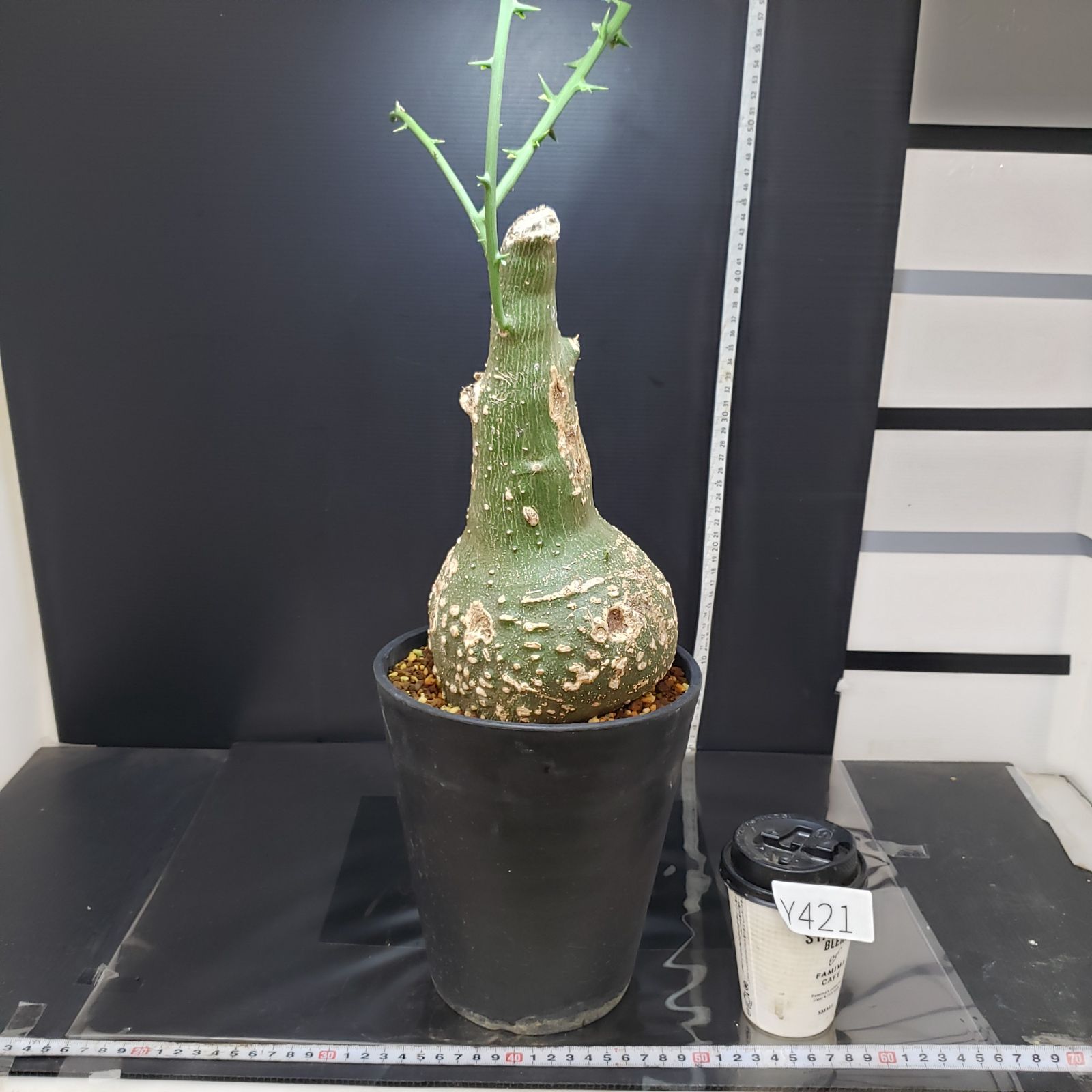 現品超大株！塊根植物 アデニア グロボーサ 9号鉢 公式通販 アデニア