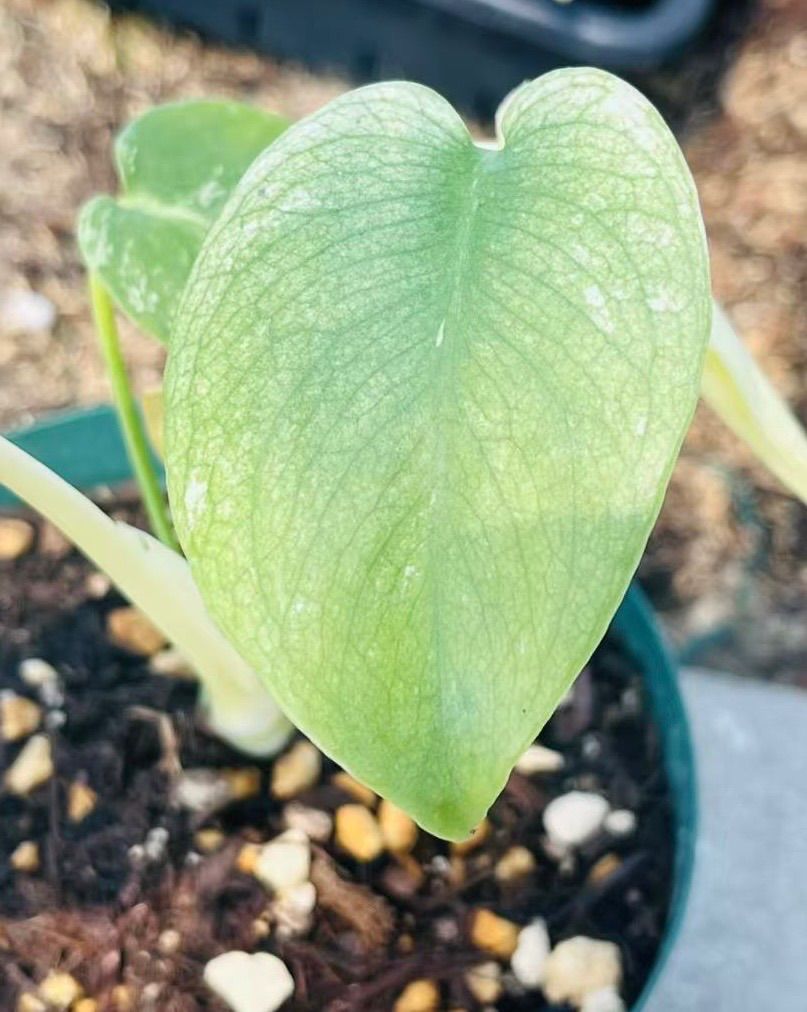 モンステラ デリシオーサ ホワイトモンスター 天津蘭 - メルカリ