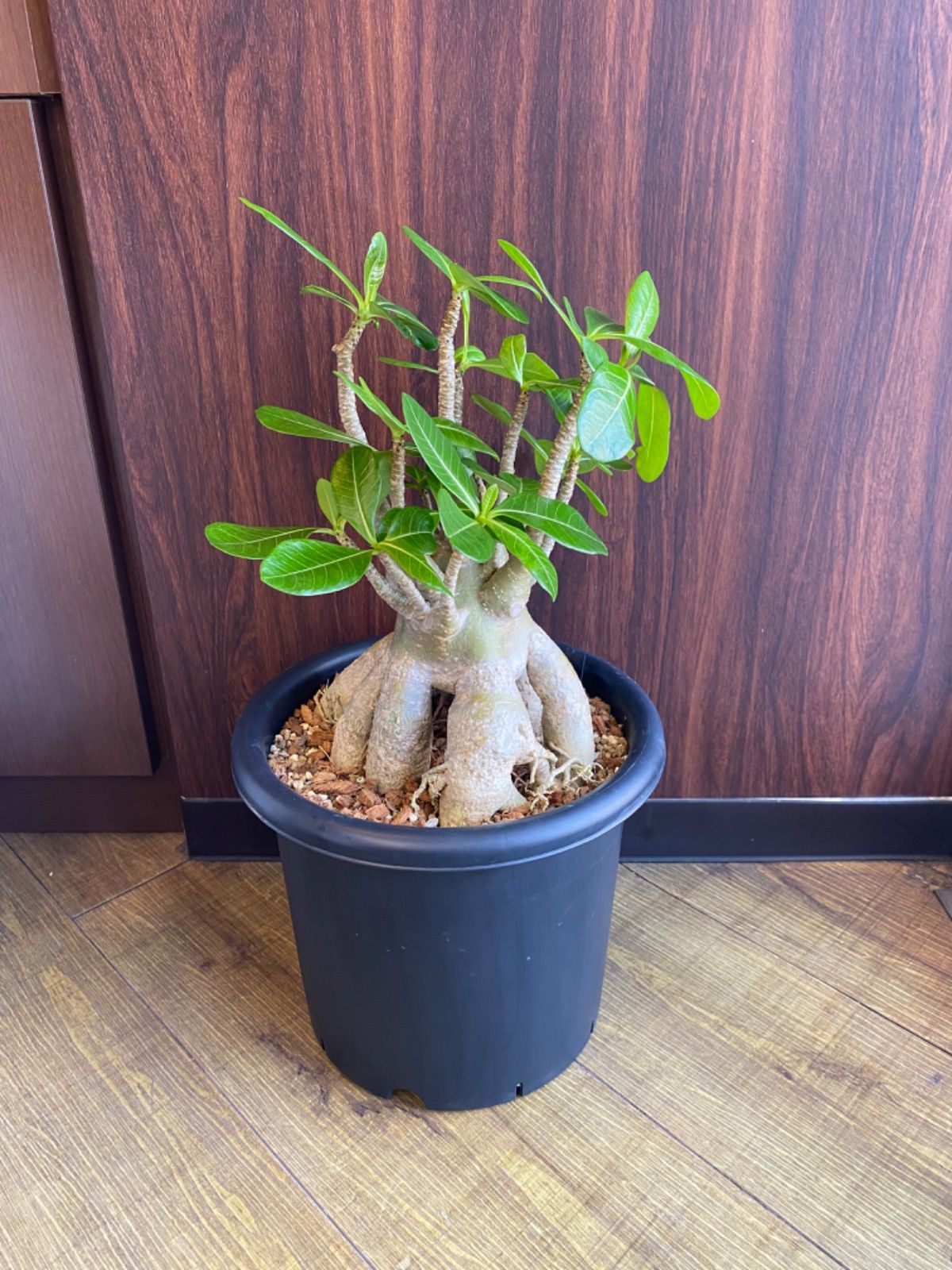 アデニウム・アラビカム タコ足 大株 発根済み ⑧ 【鉢のまま発送