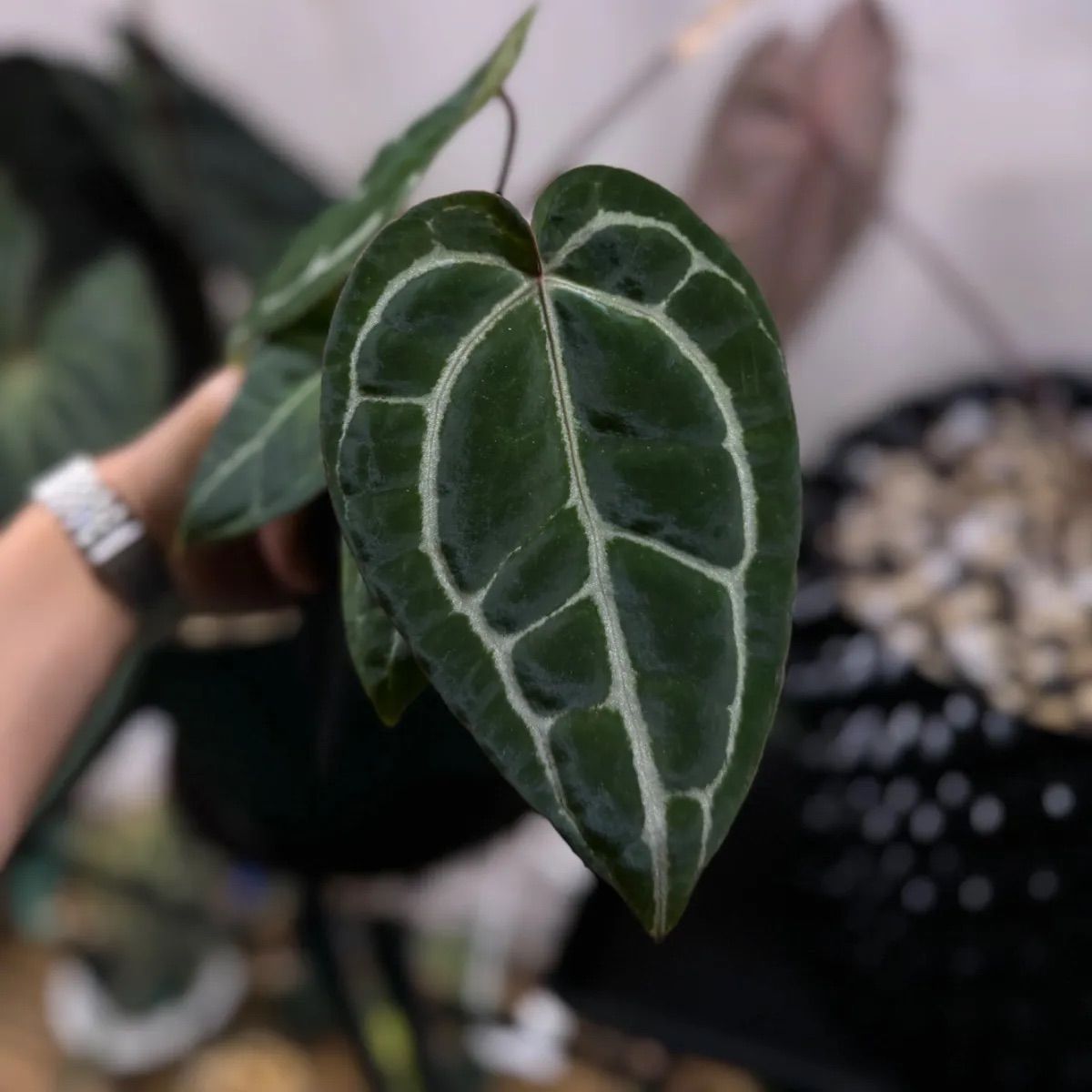 Anthuroom】Anthurium docblock 'Black widow' x 'Michelle' self