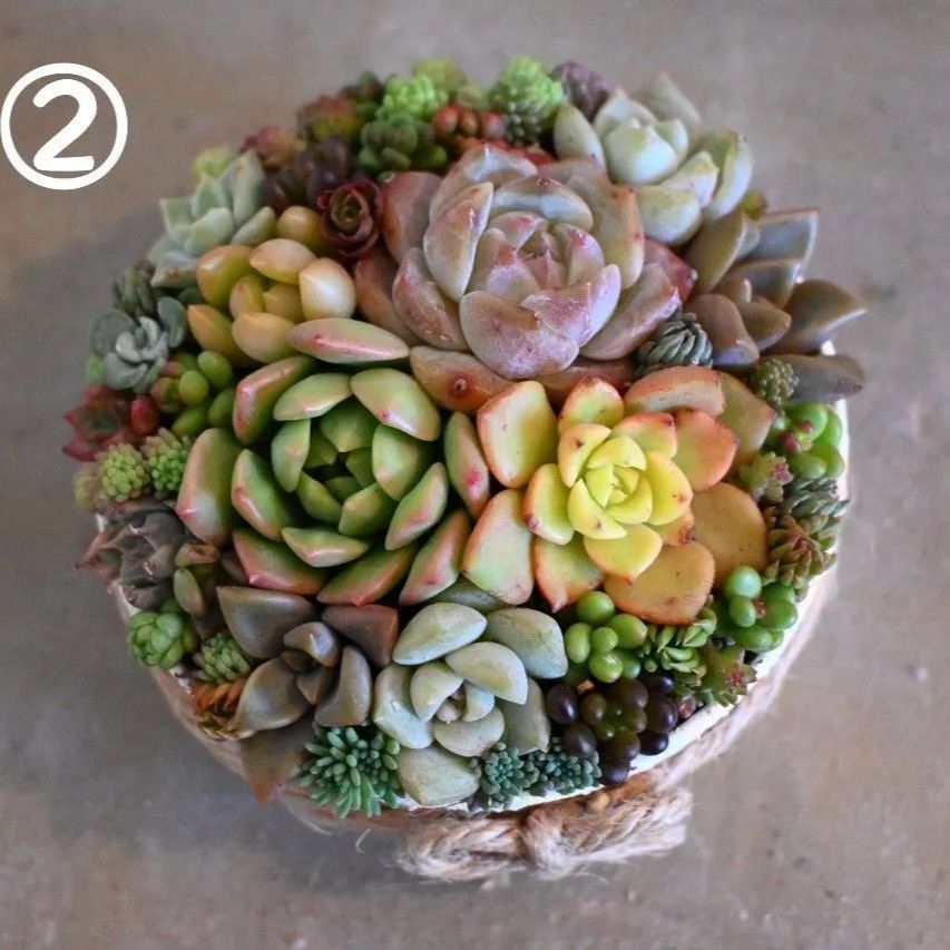 そのまま飾れる多肉植物寄せ植え②セール中 - メルカリ