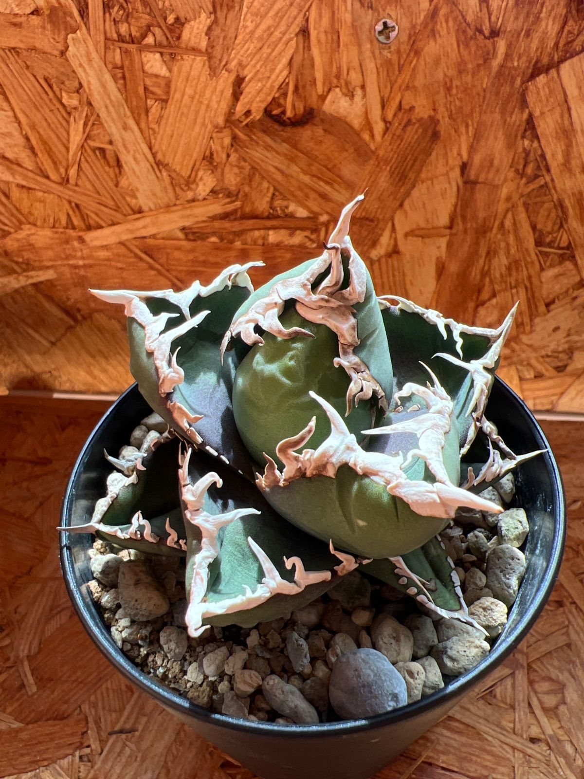 包心龍 lize血統 子株つき - メルカリ