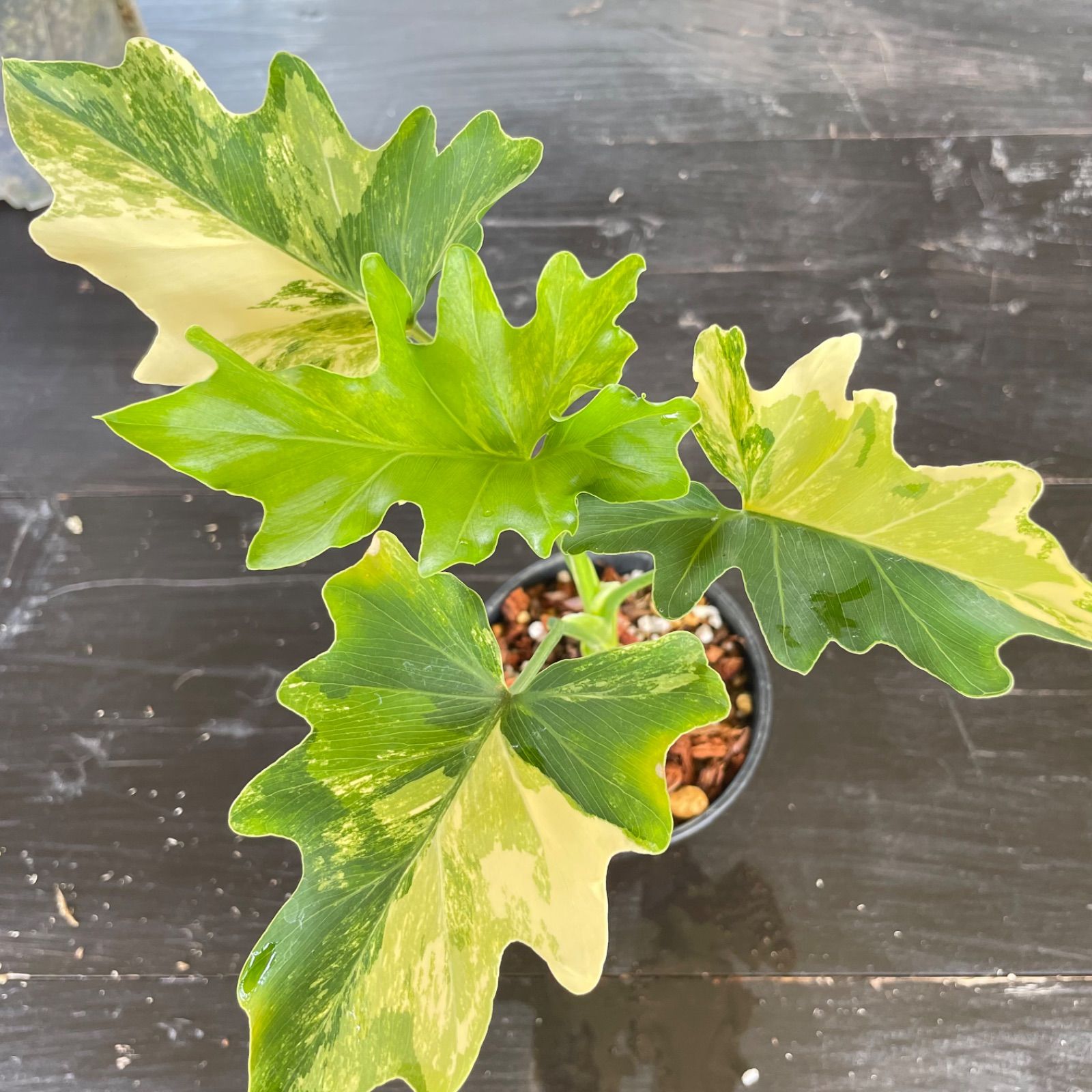 極斑】フィロデンドロン セローム 斑入り Philodendron Selloum