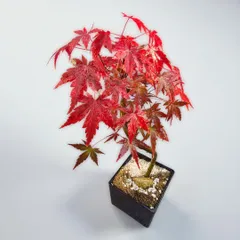 2026年最新】もみじ 盆栽の人気アイテム - メルカリ