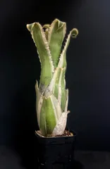 2026年最新】ホヘンベルギア カーラの人気アイテム - メルカリ