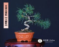 糸魚川真柏（捻転幹・ジン・シャリ）小品盆栽 【泰寿園 Online】現品