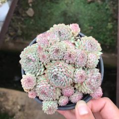 新入荷 ショウコウイ SKL1451×18苗 抜き苗 多肉植物 詰め合わせ