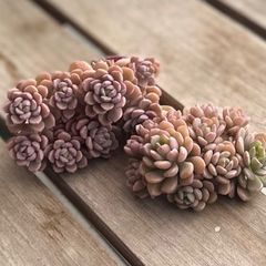 ピンキールミ② 【現品】エケベリア 多肉植物 カット苗 - メルカリ