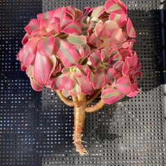 新入荷・送料込】エケベリア 韓国苗 レインドロップス錦 多肉植物