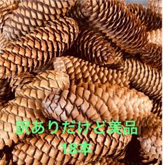 北海道産 ドイツトウヒ 長い松ぼっくり 8本 - メルカリ
