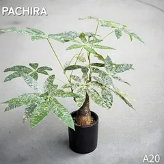 2026年最新】パキラミルキーウェイ接木の人気アイテム - メルカリ