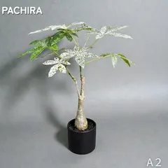 2026年最新】パキラミルキーウェイ接木の人気アイテム - メルカリ