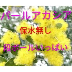 2026年ミモザアカシア 銀葉アカシア30本保水有り 追加1本100円 30
