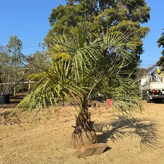 2026年最新】ココスヤシの人気アイテム - メルカリ