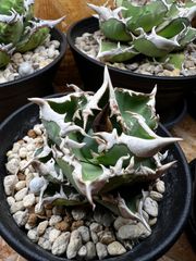 包心龍 lize血統 子株つき - メルカリ