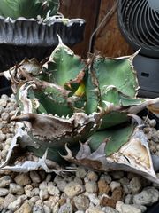 包心龍 lize血統 子株つき - メルカリ