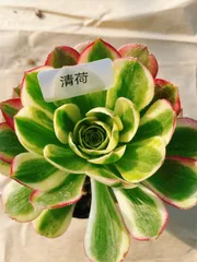 2026年最新】多肉アエオニウムの人気アイテム - メルカリ