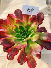 あ4 魅金ローズ錦ー納福 アエオニウム 抜き苗 多肉植物 名前付 根っこ