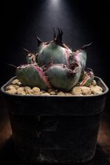 エボリスピナ【発根済】【ramat】【作家鉢】【現地球】 - メルカリ