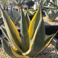 2026年最新】グレートホワイトシャーク アガベの人気アイテム - メルカリ