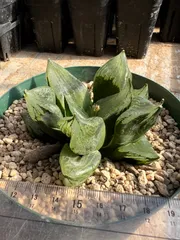 2026年最新】裏般若 ハオルチアの人気アイテム - メルカリ