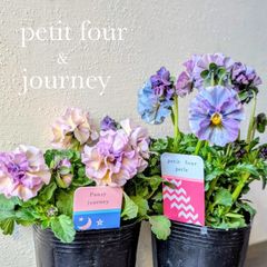 プティフール ビオラ ペルル ハルグリン 花 苗 送料込み - メルカリ