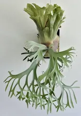 2026年最新】willinckii jennyの人気アイテム - メルカリ