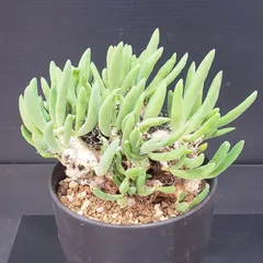 2026年最新】チレコドン レティキュラータスの人気アイテム - メルカリ