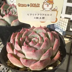 2026年最新】ファームパルクの人気アイテム - メルカリ