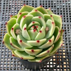 新入荷｜送料込】エケベリア 韓国苗 キャラメルスプライト群生 多肉