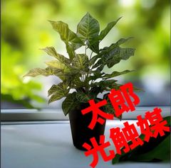 光触媒 人工観葉植物 ウォールグリーン フェイクグリーン ローレル90