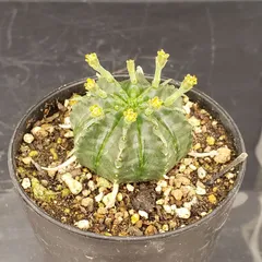 2026年最新】ユーフォルビア バリダの人気アイテム - メルカリ