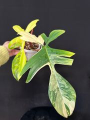 モンステラデリシオーサバルバソウルMonstera Bulbasaur - メルカリ