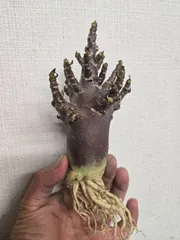 2026年最新】アデニウム ブラックスキンの人気アイテム - メルカリ