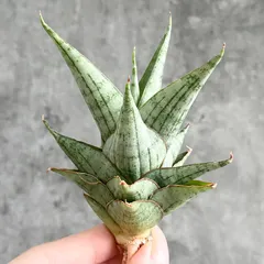 2026年最新】サンセベリア 希少の人気アイテム - メルカリ