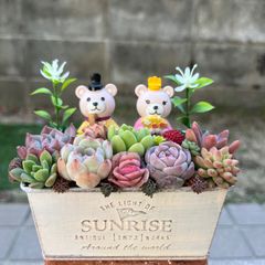 ♡そのまま飾れる♡ブリキカップ♬可愛い多肉植物寄せ植え