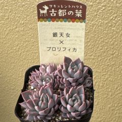 古都の葉さん苗❣️希少種❣️りんごのつぶ❣️札付き❗️多肉植物