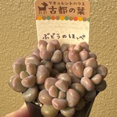 古都の葉さん苗❣️小桃いろは❣️札付き❗️多肉植物 ポットまま