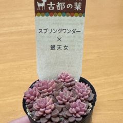 古都の葉さん苗❣️ROCOCO❣️札付き❗️多肉植物 抜き苗 - メルカリ