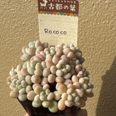 古都の葉さん苗❣️小桃❣️札付き❗️多肉植物 抜き苗 - メルカリ