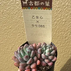 2026年最新】古都の葉の人気アイテム - メルカリ