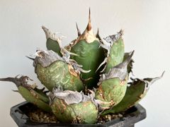 包心龍 lize血統 子株つき - メルカリ