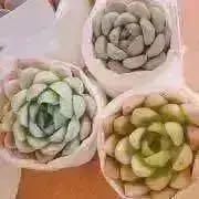 新入荷｜送料込】アエオニウム 韓国苗 フラワーダンス（Aeonium Flower