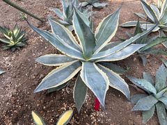 アガベ アメリカーナ エクスパンサパリーダ 大株 直径57㎝ - メルカリ