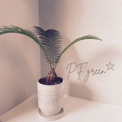 現品］34番 ドラセナ コンシンネ ホワイボリー 観葉植物 室内 8号 プラ