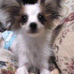 エキゾチックロングヘア子猫ちゃん♡アートドール♡ぬいぐるみ♡大きめ